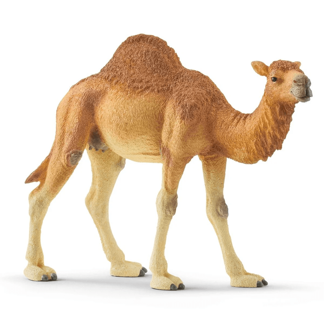 Dromedary-Schleich USA-Tools 4 Teaching-Classroom Decor and More