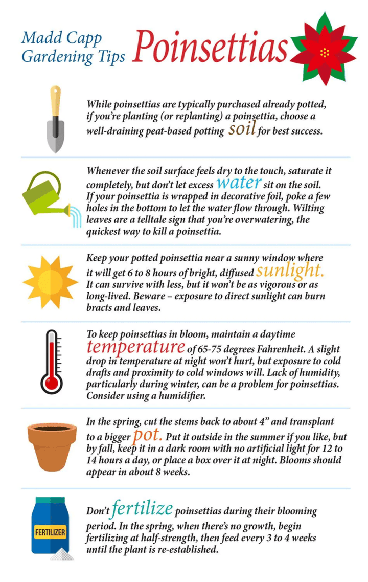 *I AM POINSETTIA 350 pcs Puzzle-Puzzles-Tools 4 Teaching-Classroom Decor and More