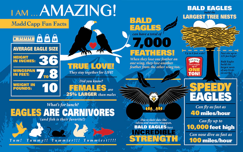 *I AM EAGLE 550 pcs Puzzle-Puzzles-Tools 4 Teaching-Classroom Decor and More