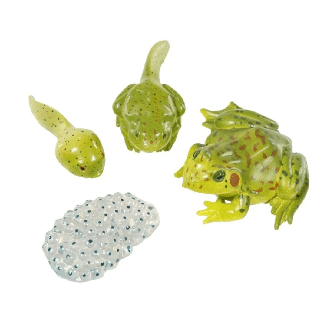 Frog Life Cycle Figurines-Science & STEM-Tools 4 Teaching-Classroom Decor and More