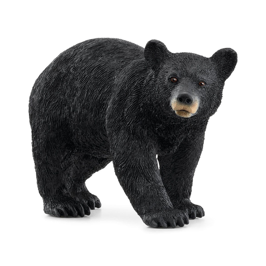 American Black Bear-Schleich USA-Tools 4 Teaching-Classroom Decor and More