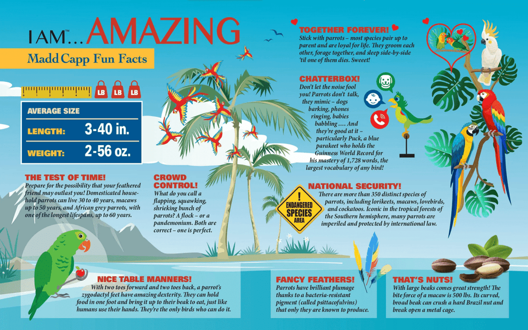 *I AM PARROT 300 pcs Puzzle-Puzzles-Tools 4 Teaching-Classroom Decor and More