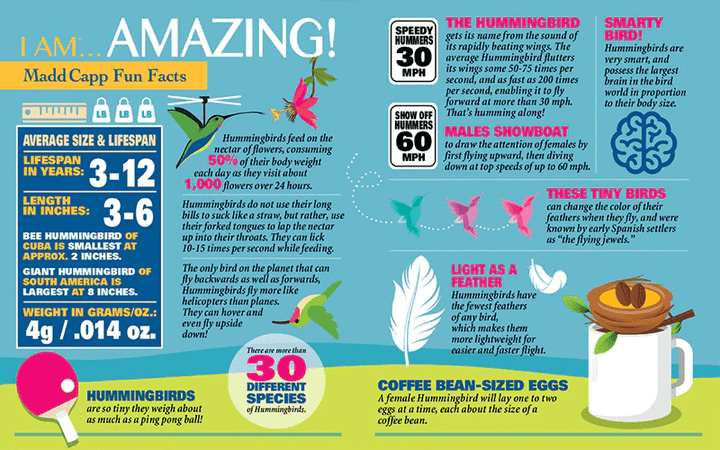 I AM HUMMINGBIRD 300 pcs Puzzle-Puzzles-Tools 4 Teaching-Classroom Decor and More